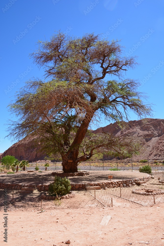 Atacama Desert trees in Chile