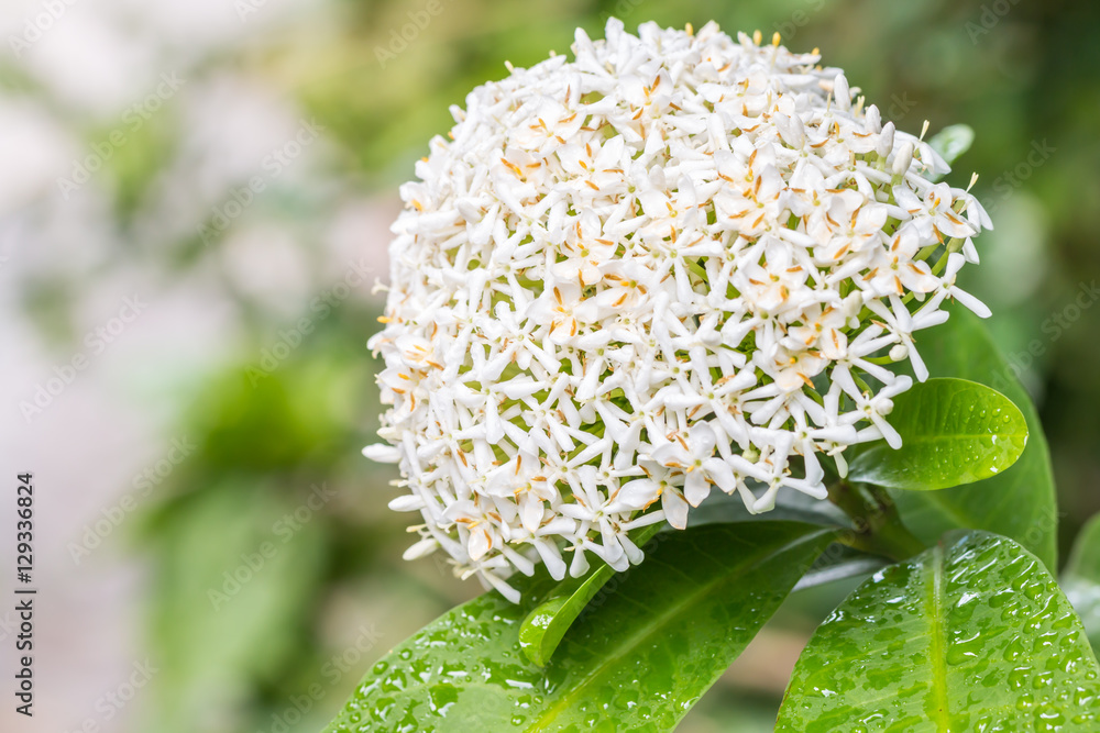White flowers, Siamese white Ixora. White flowers, Siamese white Ixora.