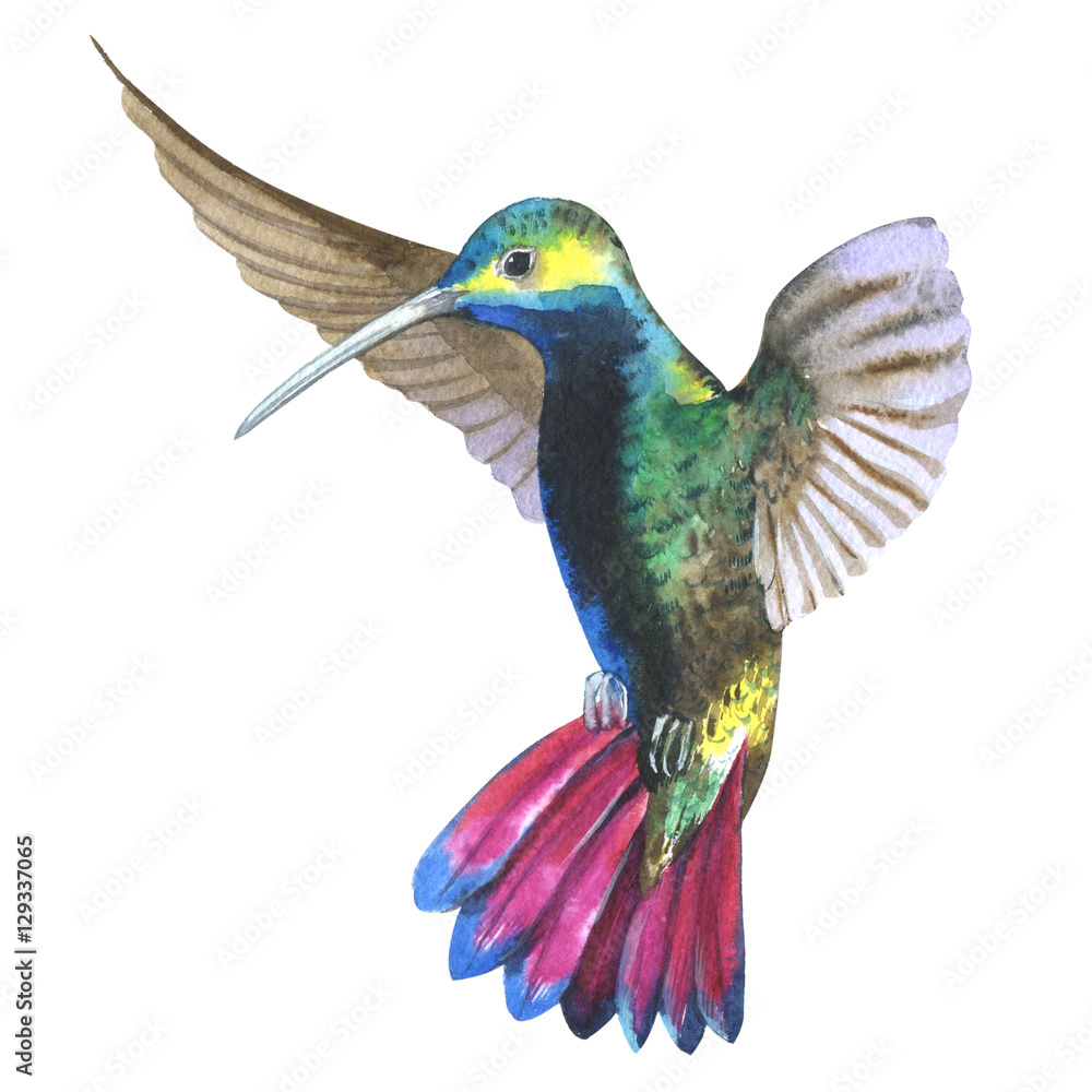 Obraz premium Sky bird colibri in a wildlife by watercolor style isolated.
