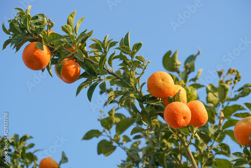 Mandarins on tree.