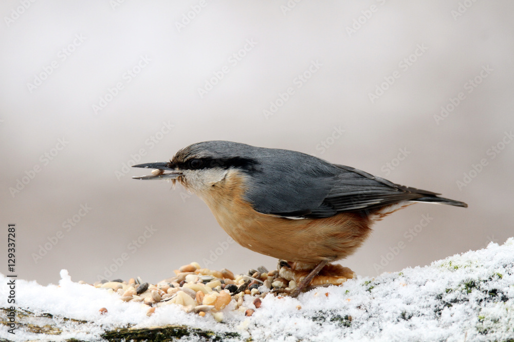 Obraz premium Kleiber am winterlichen Futterplatz