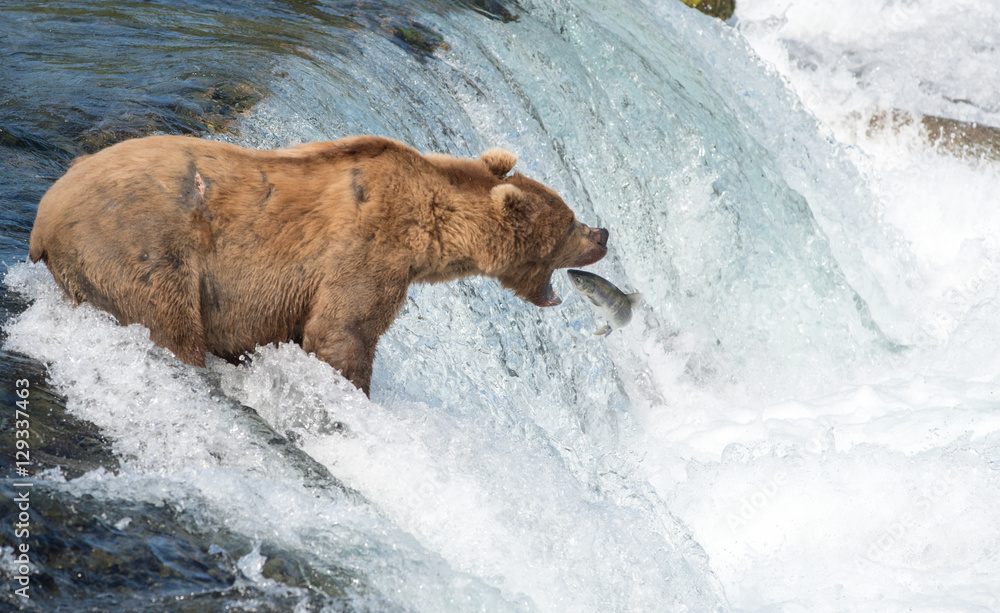 Fototapeta premium Alaskan brown bear attempting to catch salmon