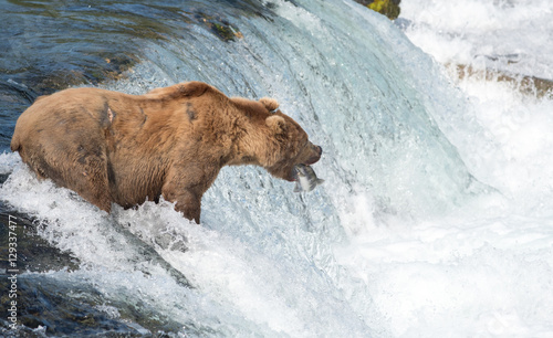 Alaskan brown bear attempting to catch salmon