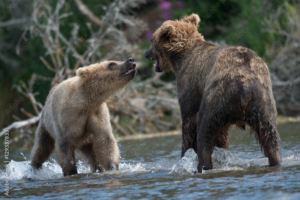 Obraz premium Two Alaskan brown bears fighting
