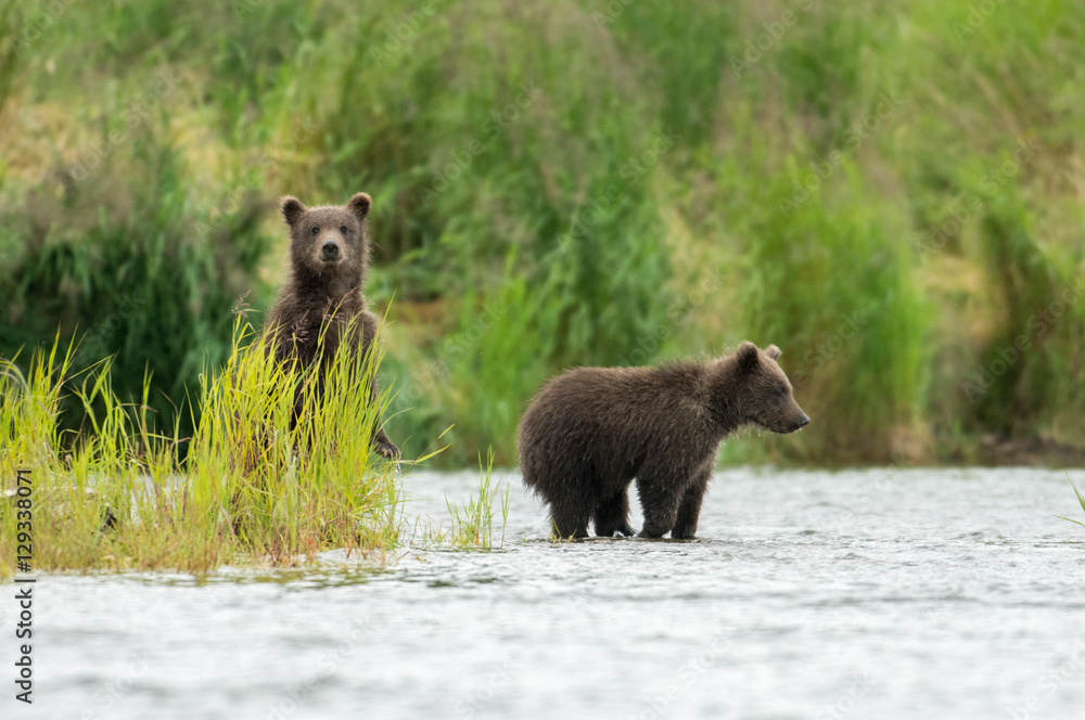 Fototapeta premium Alaskan brown bear cubs