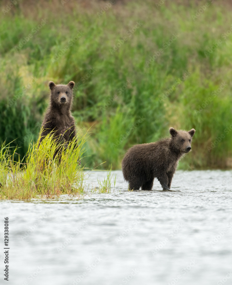 Obraz premium Alaskan brown bear cubs