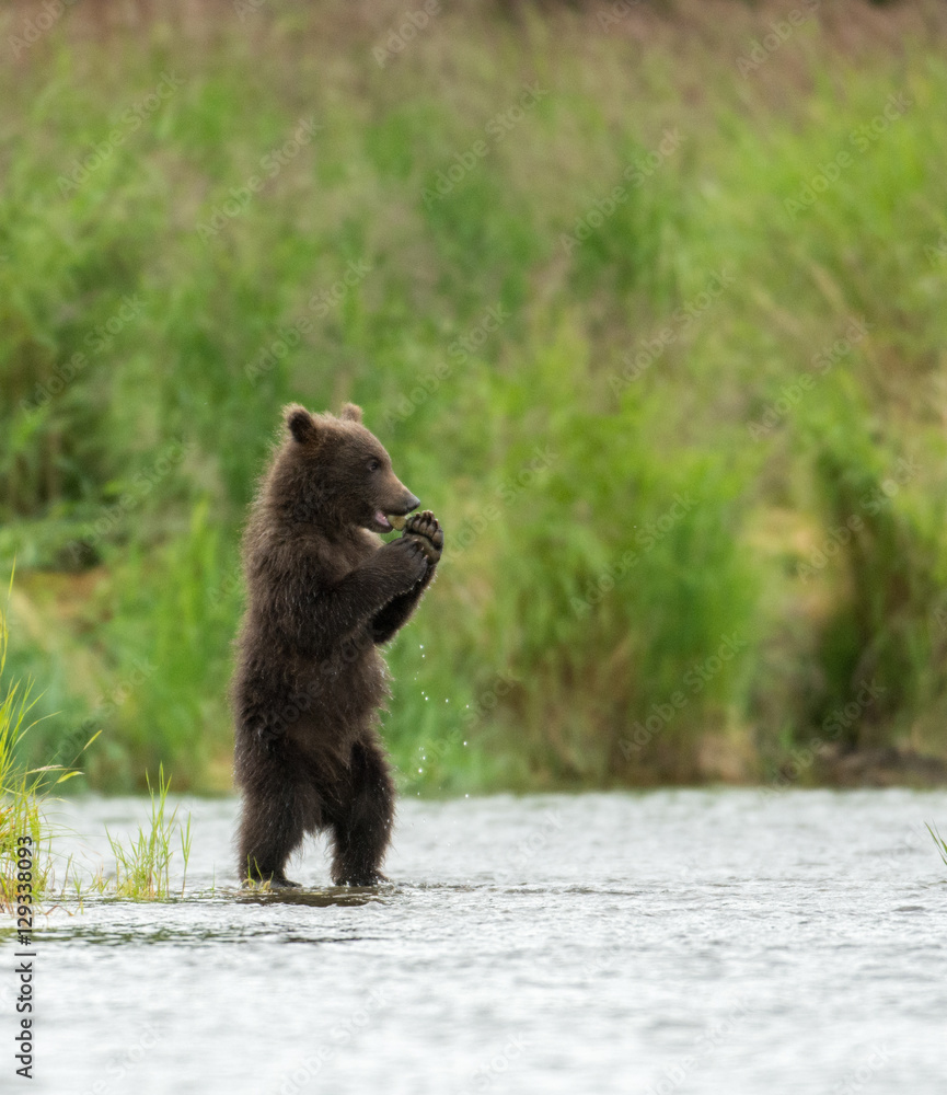 Fototapeta premium Alaskan brown bear cubs