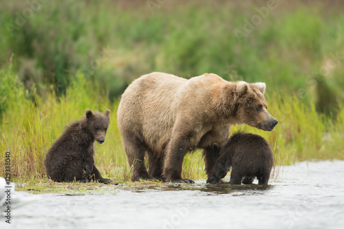 Alaskan brown bear and cubs © Tony Campbell