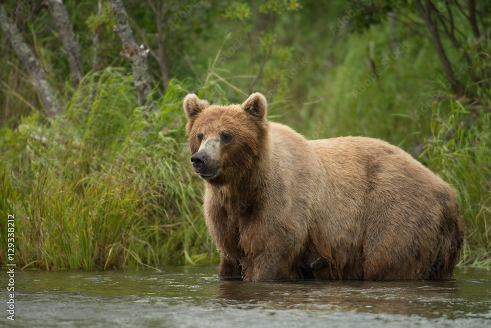 Fototapeta premium Alaskan brown bear sow