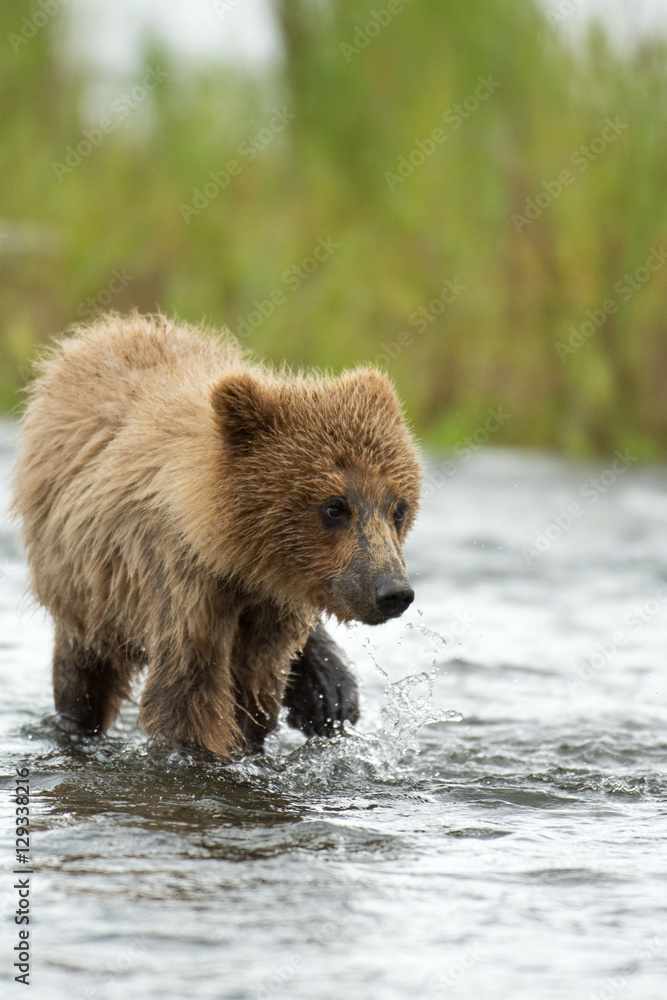 Fototapeta premium Alaskan brown bear cub