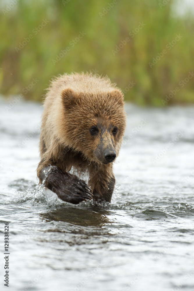 Fototapeta premium Alaskan brown bear cub