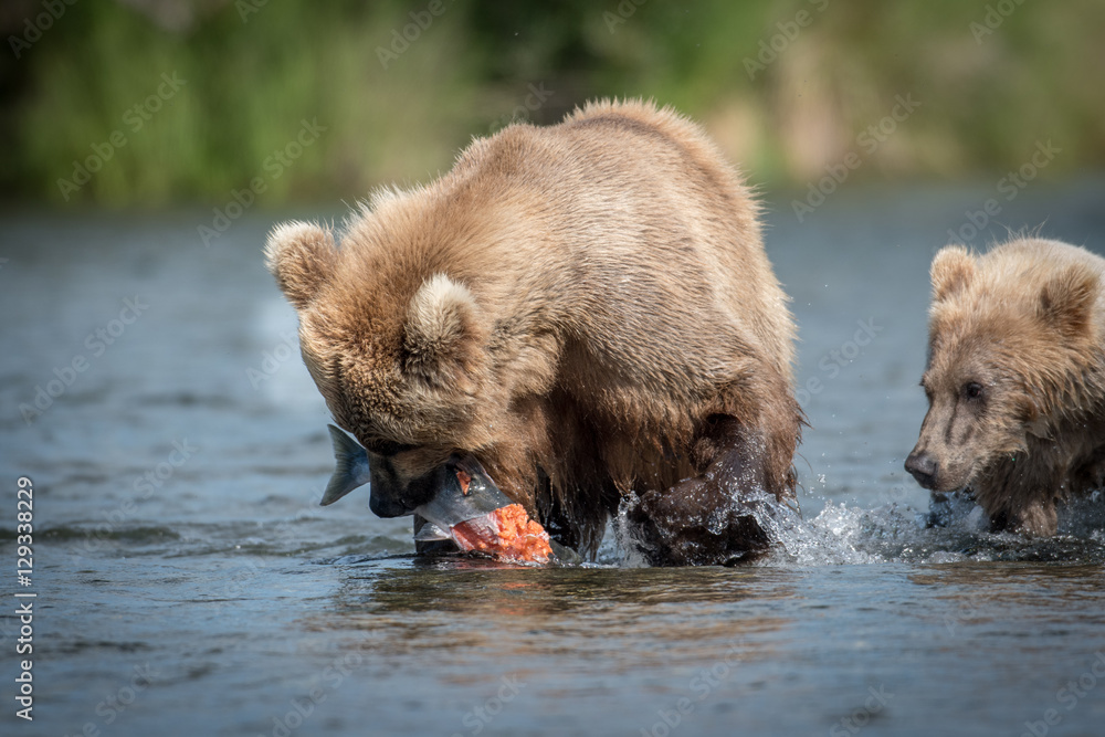 Obraz premium brown bear with salmon