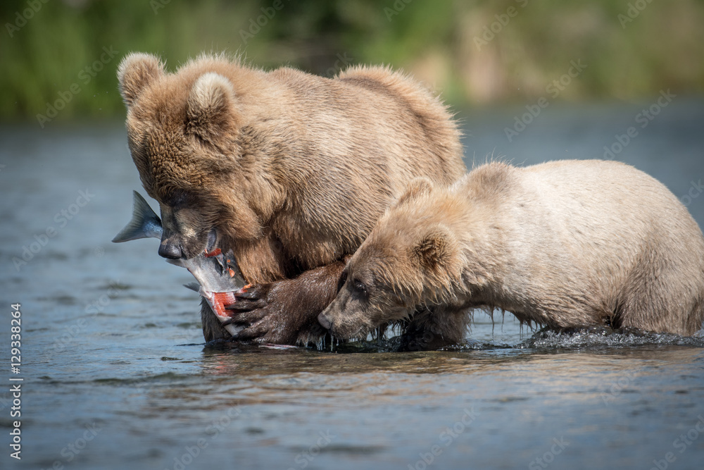 Fototapeta premium brown bear with salmon