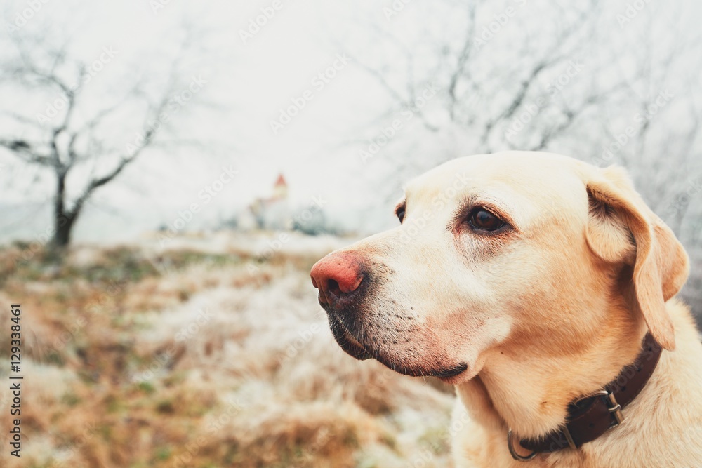 Frosty day with dog Frosty day with dog