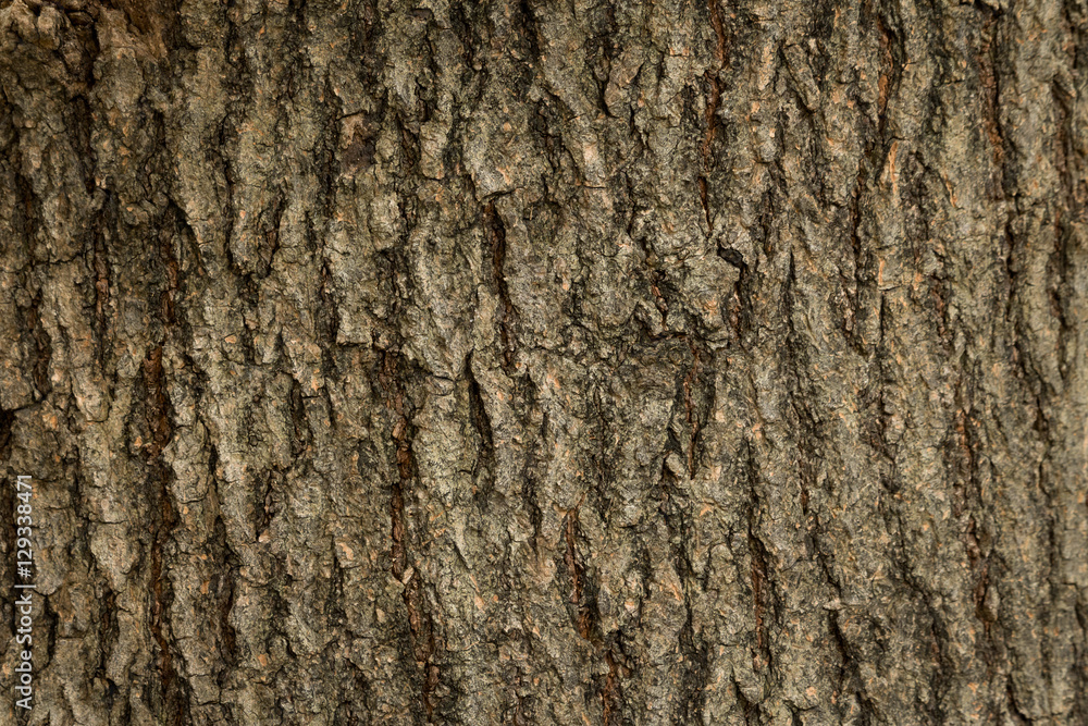 Wooden bark textured Wooden bark textured