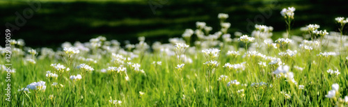 Panorama of White Pearlwort Flowers