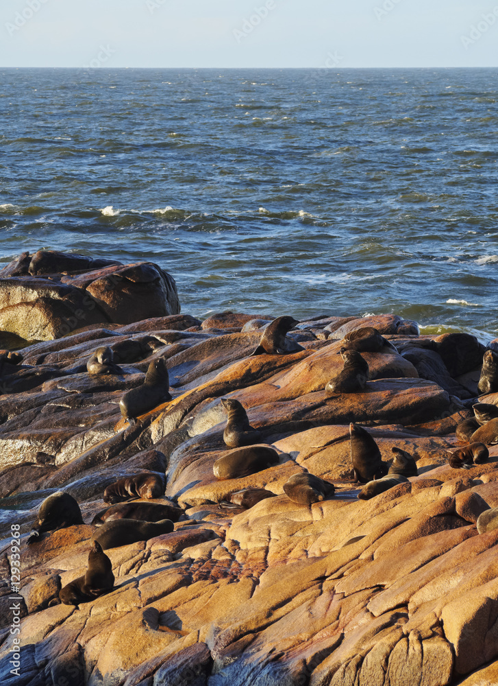 Uruguay, Rocha Department, Cabo Polonio, Colony of the Sea Lions on the rocky coast.