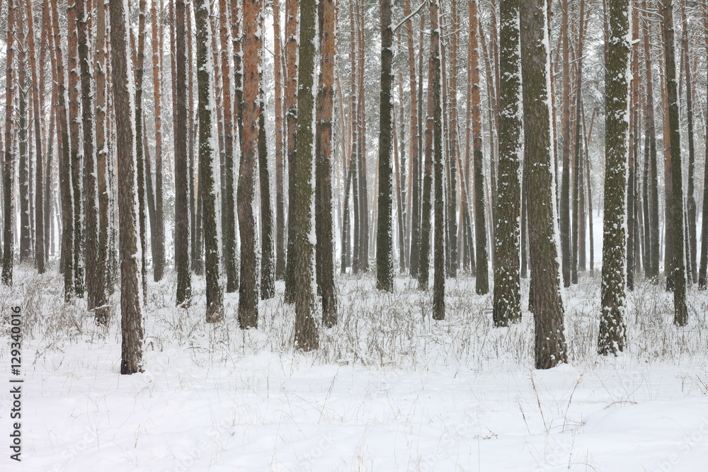 Snow covered pine trees in winter forest. Winter forest with trees. Outdoor woods nature landscape at cold day. Cold day in snowy winter forest. Snow covered pine trees in winter forest. Winter forest with trees. Outdoor woods nature landscape at cold day. Cold day in snowy winter forest.