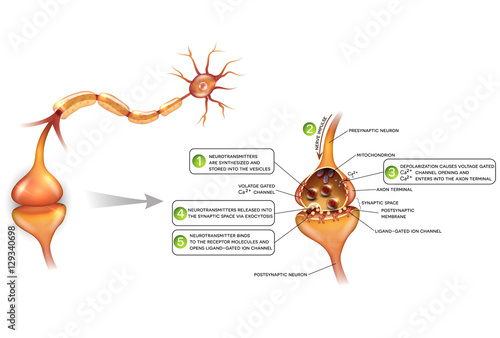 Neurons and closeup of synapse detailed anatomy, beautiful colorful illustration. Neuron passes signal to another neuron. 