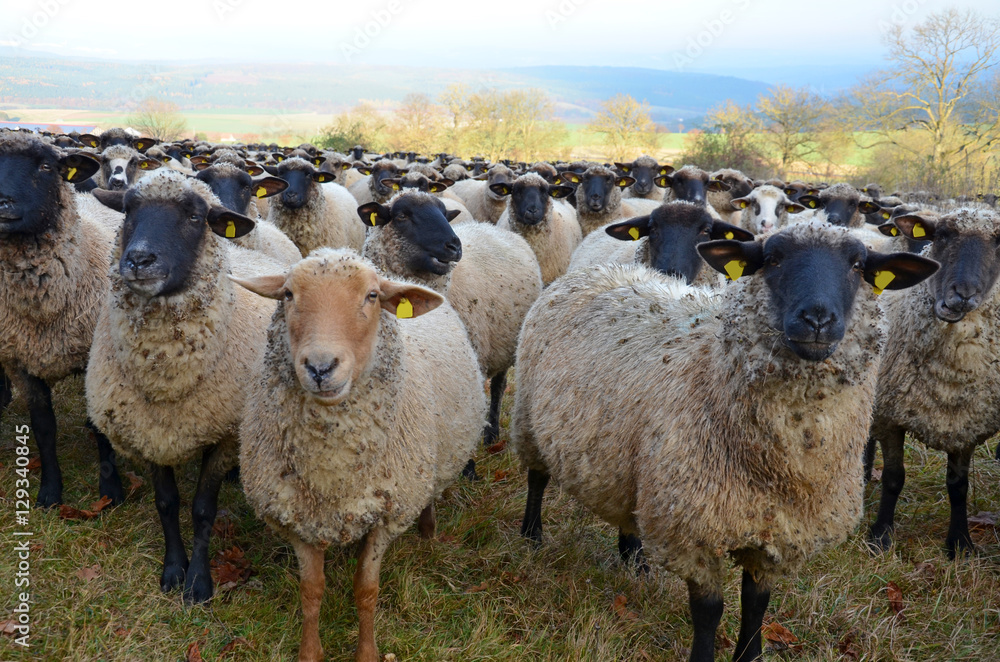 Obraz premium Schafherde