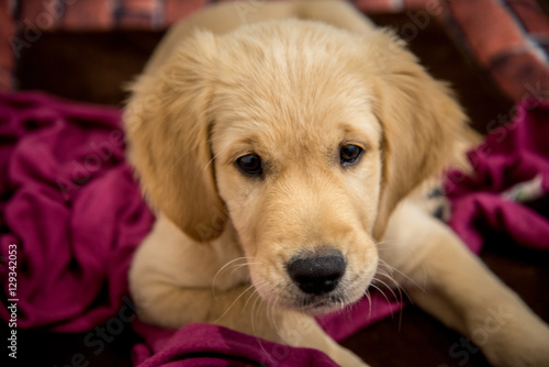 puppy