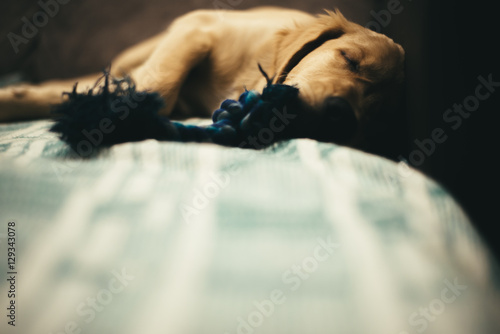 puppy