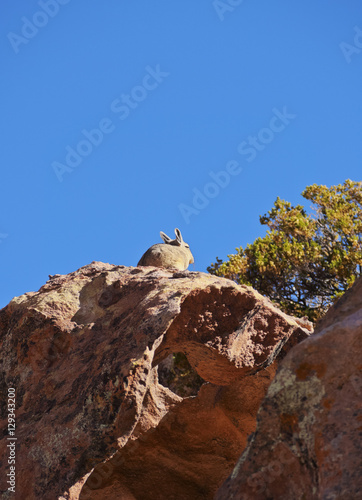 Bolivia, Potosi Departmant, Nor Lipez Province, Viscacha(Lagidium viscacia) in the Valle de las Rocas(Rocks Valley).