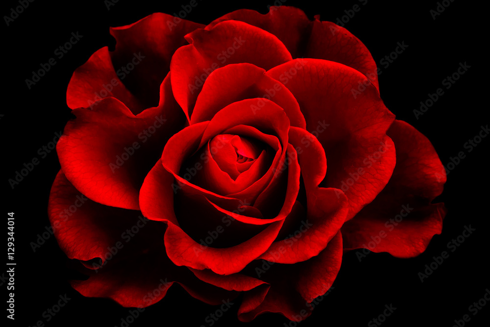 Red rose wallpaper with special color and light effect Stock Photo