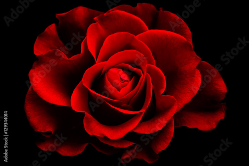 Fototapeta Naklejka Na Ścianę i Meble -  Red rose wallpaper with special  color and light effect 