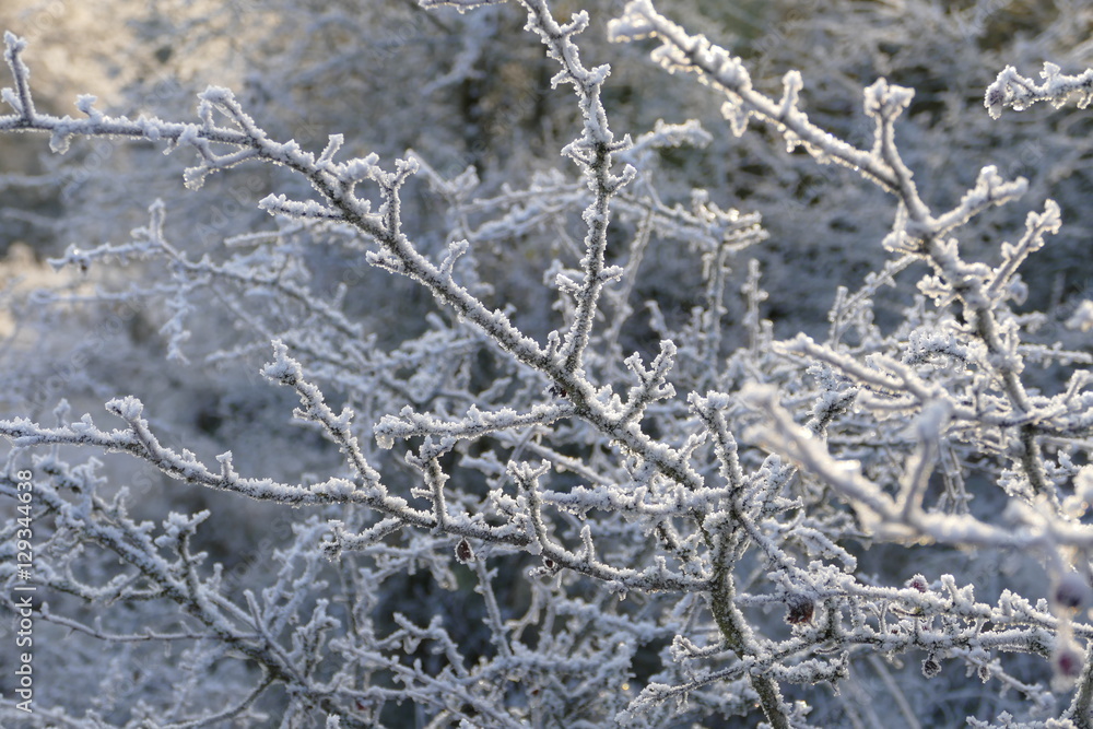 Zweige von Eis überzogen