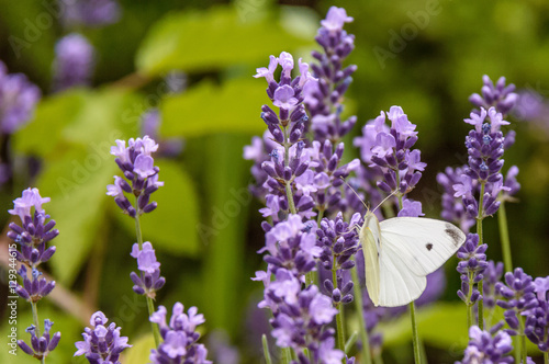 A bunch of lavenders with a white butterfly sitting on one stem
