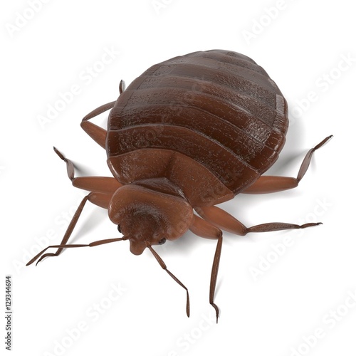 Obraz na plátne realistic 3d render of bedbug