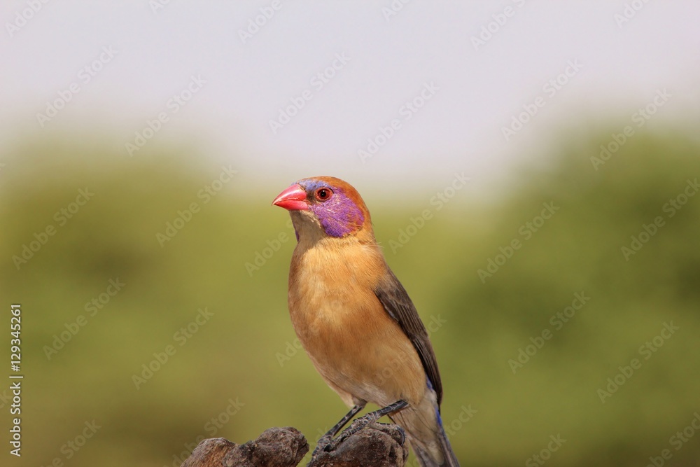 Violet-Eared Waxbill - Exotic Colorful Wild Bird Backgrounds from Africa Violet-Eared Waxbill - Exotic Colorful Wild Bird Backgrounds from Africa