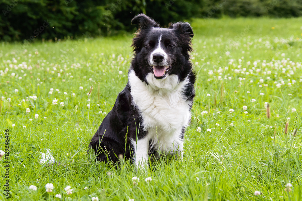 Fototapeta premium Front portrait of a Bernese mountain dog