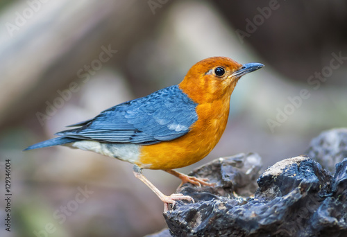 Orange-headed Thrush(Geokichla citrina), beautiful bird on Timber at Khao yai national park,Thailand.