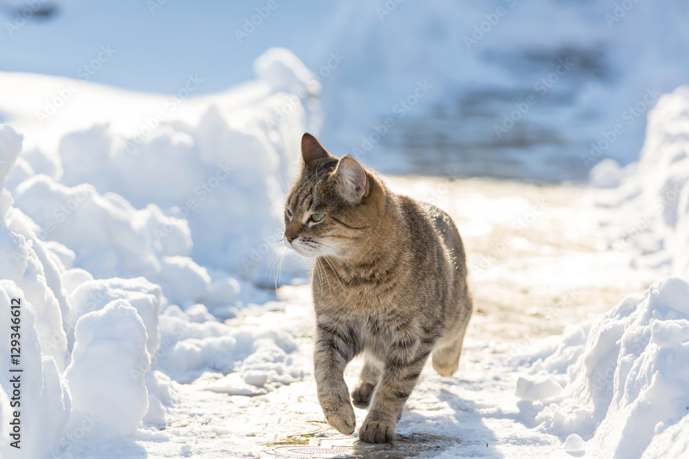 Cat in snow