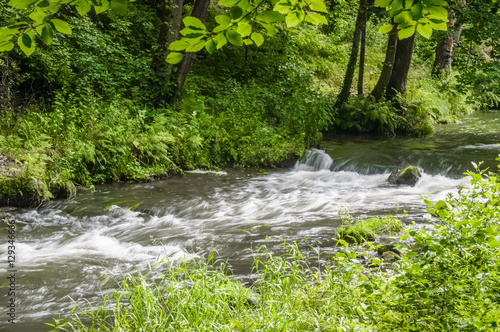 Stream of water flowing through a green forest