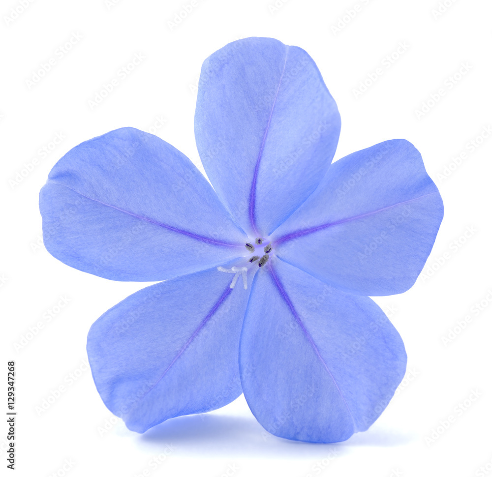 Obraz premium leadworth flower