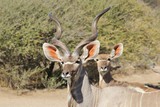Kudu Bull - African Wildlife Background - Horn Spiral