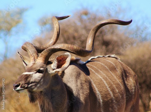 Kudu Bull - African Wildlife Background - Pride of Trophy Horns