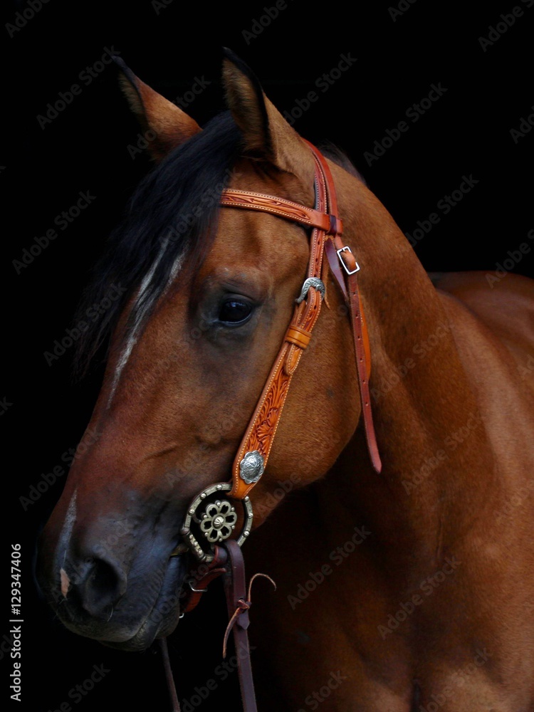 Fototapeta premium Close up of a hore with a bridle tied to its head