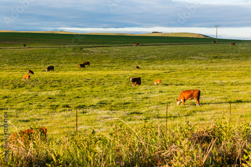 Cattle Farming Landscape