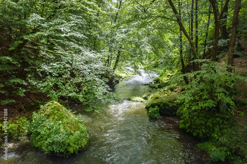 A stream of water flowing through a dense, green forest