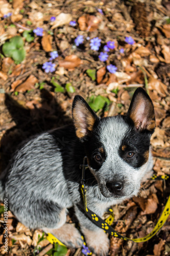 A puppy tied to a leash