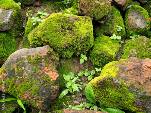 Moss grow rock.