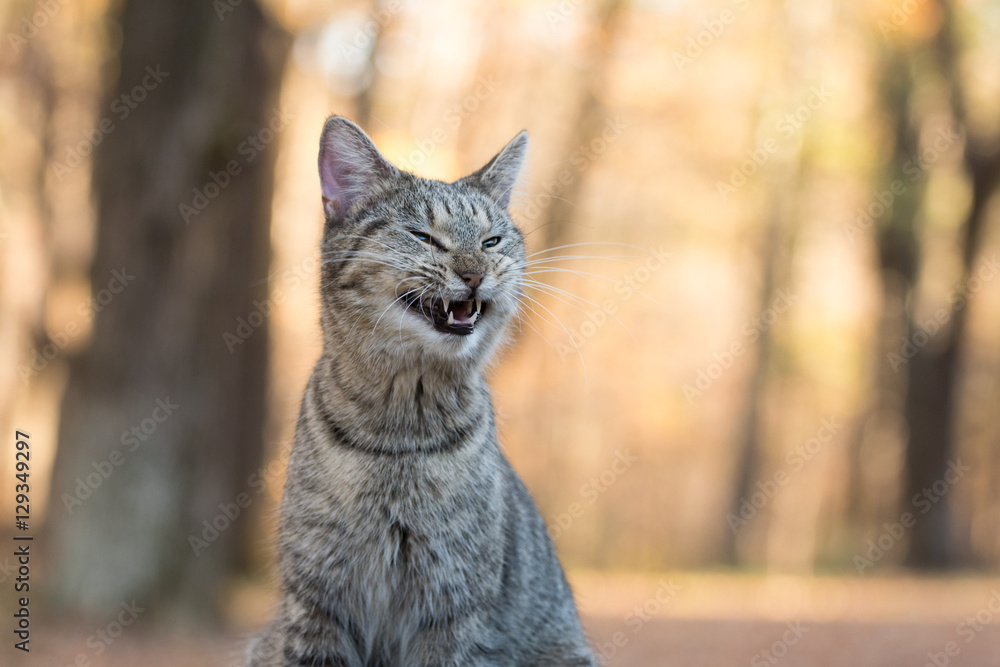 Obraz premium Tabby cat yawning