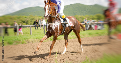 racing horse portrait in action