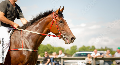 racing horse portrait close up