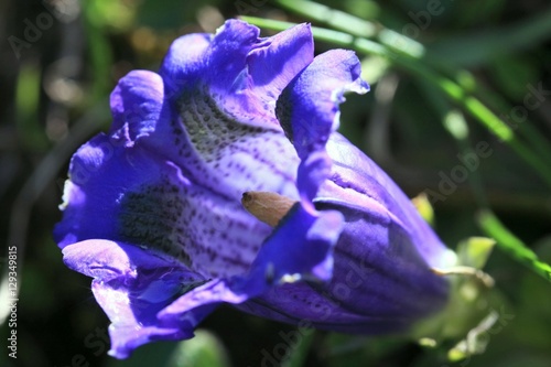 Blauer Enzian