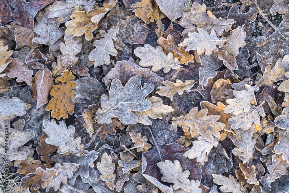 autumn oak leaves with frost